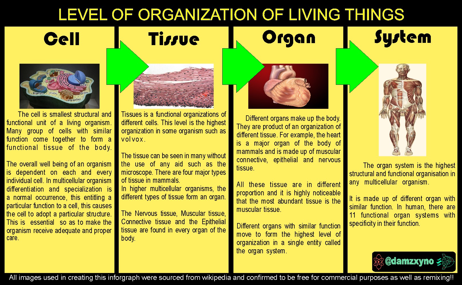 Cell Biology Organisation And Differentiation — Steemit 5351